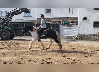 Cob Mix, Castrone, 4 Anni, 143 cm, Pezzato