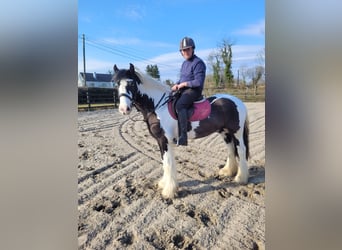 Cob, Castrone, 4 Anni, 145 cm