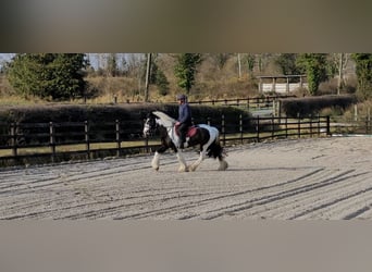 Cob, Castrone, 4 Anni, 145 cm