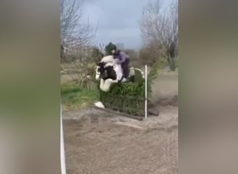 Cob, Castrone, 4 Anni, 145 cm