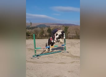 Cob, Castrone, 4 Anni, 145 cm