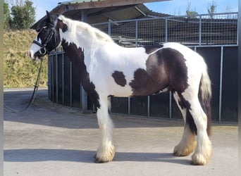 Cob, Castrone, 4 Anni, 145 cm
