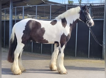 Cob, Castrone, 4 Anni, 145 cm