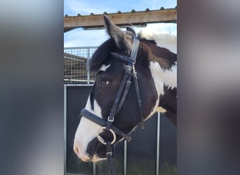 Cob, Castrone, 4 Anni, 145 cm