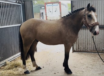 Cob, Castrone, 4 Anni, 146 cm, Falbo