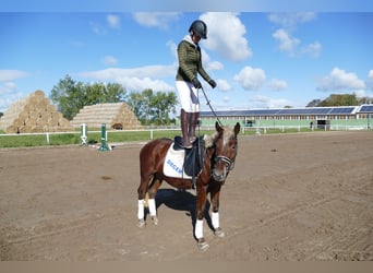 Cob, Castrone, 4 Anni, 146 cm, Sauro scuro