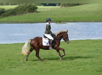 Cob, Castrone, 4 Anni, 146 cm, Sauro scuro