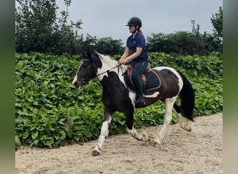 Cob, Castrone, 4 Anni, 147 cm, Pezzato