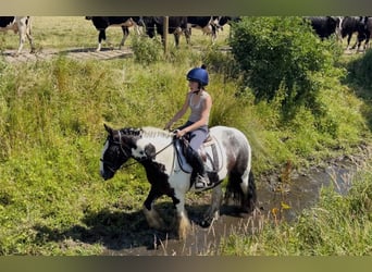 Cob, Castrone, 4 Anni, 147 cm, Pezzato