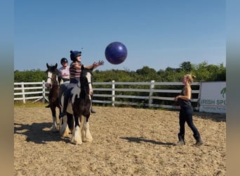 Cob, Castrone, 4 Anni, 147 cm, Pezzato