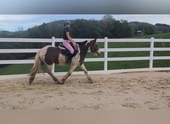 Cob, Castrone, 4 Anni, 150 cm, Pezzato