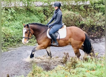 Cob, Castrone, 4 Anni, 152 cm, Baio