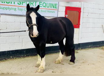 Cob, Castrone, 4 Anni, 152 cm, Morello