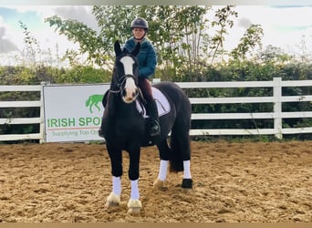 Cob, Castrone, 4 Anni, 152 cm, Morello