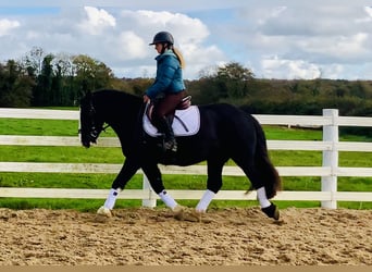 Cob, Castrone, 4 Anni, 152 cm, Morello