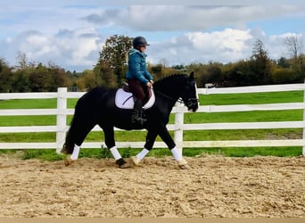 Cob, Castrone, 4 Anni, 152 cm, Morello