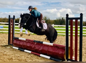 Cob, Castrone, 4 Anni, 152 cm, Morello