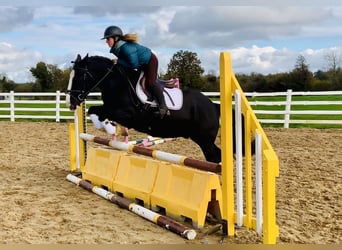 Cob, Castrone, 4 Anni, 152 cm, Morello