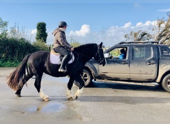 Cob, Castrone, 4 Anni, 152 cm, Morello