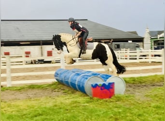 Cob, Castrone, 4 Anni, 152 cm, Pezzato