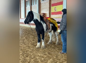 Cob, Castrone, 4 Anni, 153 cm, Pezzato