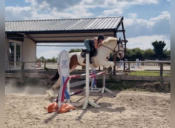 Cob, Castrone, 4 Anni, 153 cm, Tobiano-tutti i colori