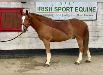 Cob Mix, Castrone, 4 Anni, 154 cm, Sauro scuro