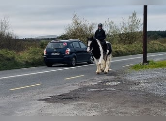 Cob, Castrone, 4 Anni, 155 cm, Leopard