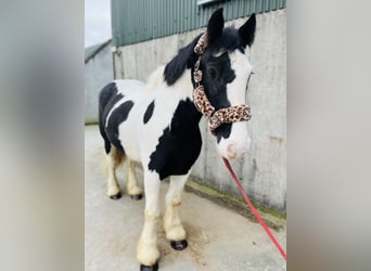 Cob, Castrone, 4 Anni, 155 cm, Leopard