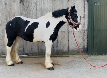 Cob, Castrone, 4 Anni, 155 cm, Leopard