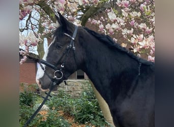 Cob, Castrone, 4 Anni, 155 cm, Morello