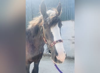 Cob, Castrone, 4 Anni, 156 cm, Morello
