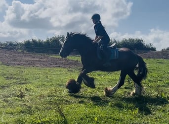 Cob, Castrone, 4 Anni, 156 cm, Morello