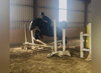 Cob, Castrone, 4 Anni, 156 cm, Morello