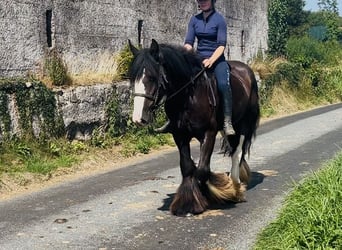 Cob, Castrone, 4 Anni, 156 cm, Morello