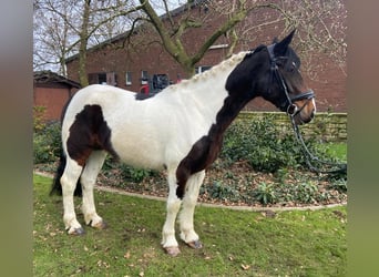 Cob, Castrone, 4 Anni, 156 cm, Pezzato