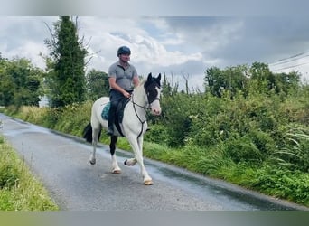 Cob, Castrone, 4 Anni, 158 cm, Pezzato