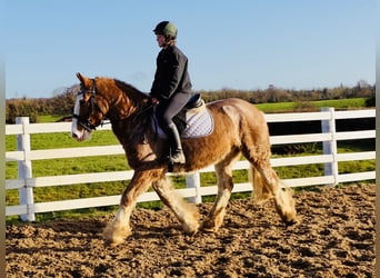 Cob, Castrone, 4 Anni, 159 cm, Roano rosso