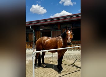 Cob, Castrone, 4 Anni, 162 cm, Baio