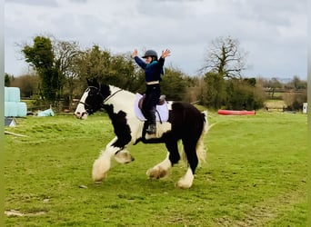 Cob, Castrone, 4 Anni, 162 cm, Pezzato