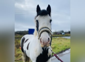 Cob, Castrone, 5 Anni, 133 cm, Pezzato