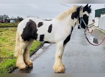 Cob, Castrone, 5 Anni, 133 cm, Pezzato