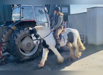 Cob, Castrone, 5 Anni, 133 cm, Pezzato