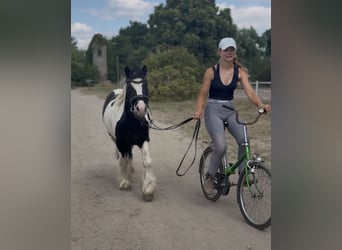 Cob Mix, Castrone, 5 Anni, 138 cm, Tobiano-tutti i colori