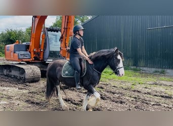 Cob, Castrone, 5 Anni, 145 cm, Morello