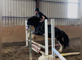 Cob, Castrone, 5 Anni, 145 cm, Morello