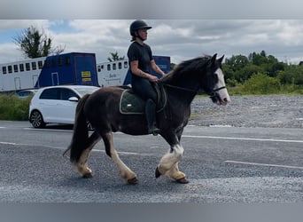 Cob, Castrone, 5 Anni, 145 cm, Morello