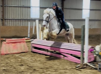 Cob, Castrone, 5 Anni, 145 cm, Palomino