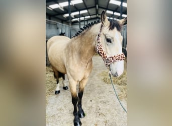 Cob, Castrone, 5 Anni, 146 cm, Falbo