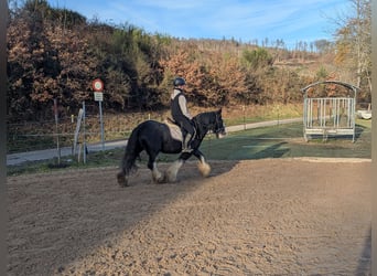 Cob, Castrone, 5 Anni, 146 cm, Roano blu